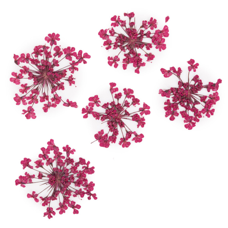 Kuivatatud lilled küünte kunsti jaoks MollyLac - Fuchsia - 5 tk